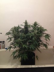 HAZE GOM auto, 47 дней от каски