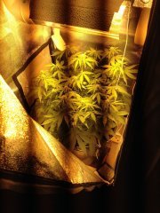 Big Bang Auto 31 день от каски