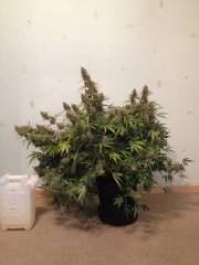 Super Lemon Haze Auto (GHS) 70 дней 280г