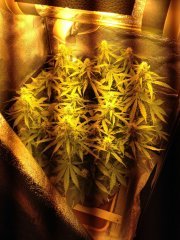 Big Bang Auto 39 день от каски