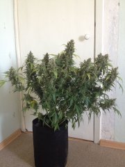 HAZE GOM auto, 75 дней от каски, хв 180г