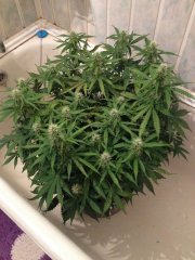 Big Bang Auto 39 дней