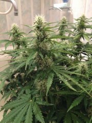 Big Bang Auto 39 дней
