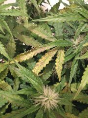 Big Bang Auto 39 дней