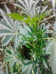 IMG 20140723 135301
