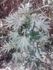 IMG 20140723 135246