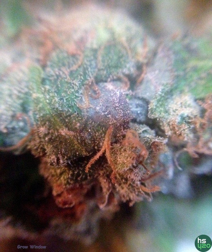 MACRO-Linse