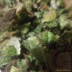 Spliff Cheese