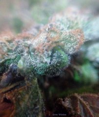 God Bud #337