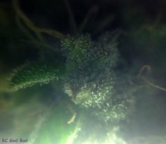 God Bud #384