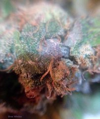 God Bud #354