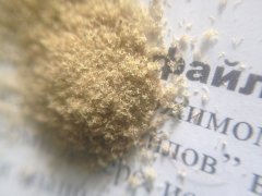 KieF   (Peyote Purple)