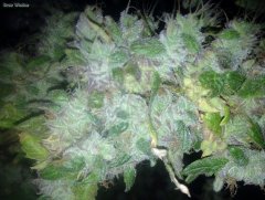 God Bud #042