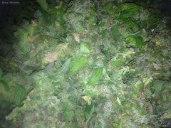 God Bud #218