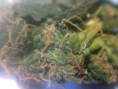 God Bud #113