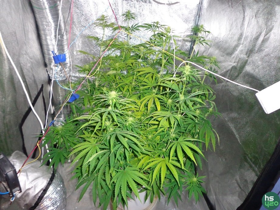 The Church\Hawaiian Snow\Blueberry (fem) DP
