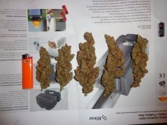 Hawaiian buds