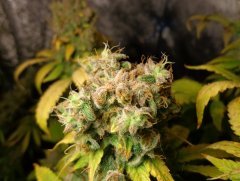 Blueberry