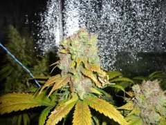 blueberry