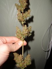 Hawaiian