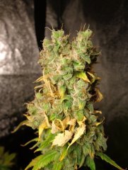 Blueberry