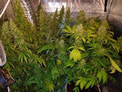 sativa VS indica