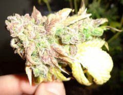 Blueberry