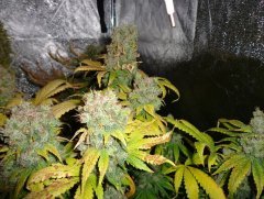 Blueberry