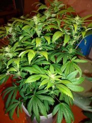 Blueberry