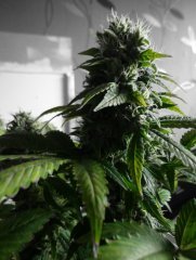 Blueberry 6недель 12-12