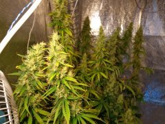 Hawaiian