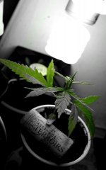 ganja 01