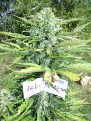 Big Skunk Auto Fem (3)