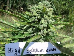 Big Skunk Auto Fem (2)