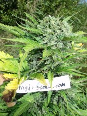 Auto Skunk 47 Fem