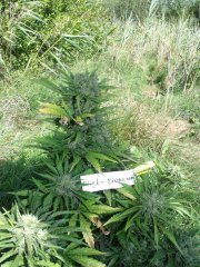 Auto Skunk 47 Fem (2)