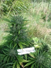 Auto Skunk 47 Fem (3)