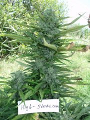 Big Skunk Auto Fem