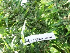 Think Different Auto Fem