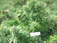 Think Different Auto Fem (2)