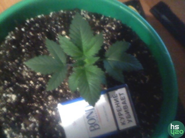 Northern Light