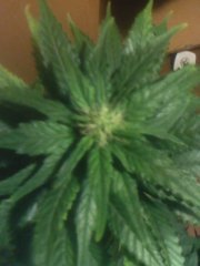 Northern Light