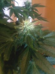 Northern Light