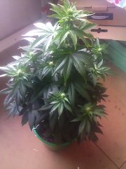 Northern Light