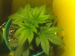Northern Light