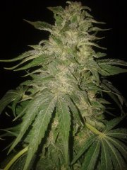 IceD_WidoW от Female seeds