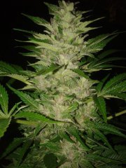 IceD_WidoW от Female seeds
