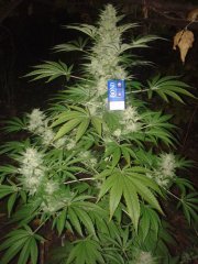 IceD_WidoW