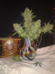 Amnesia fem  [Bulk seed]