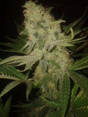Amnesia fem  [Bulk seed]